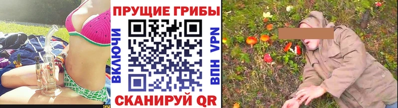 Купить  Карабаш  Галлюциногенные грибы Psilocybe 